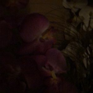 Meet your Posher, Alice